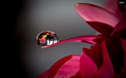 Water Drop On Flower Wallpaper Photography Wallpapers 2560x1600px