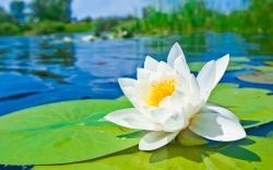 Water lily hd