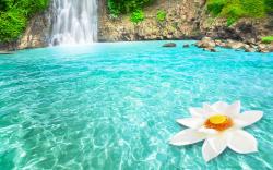 Waterfall Lotus Dream