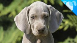 Weimaraner Facts: The Dog with the Human Brain | Best Breed Ever! | Animalist