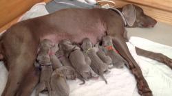 Jamie Nursing the Nine Newborn Weimaraner Puppies