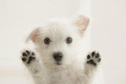 West Highland White Terrier- Photo#07