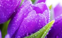 Wet Purple Tulips