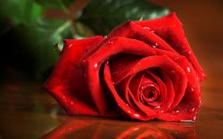Wet rose hd Wallpapers Pictures Photos Images. «