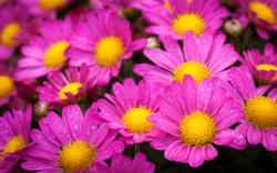 Wet yellow pink flowers