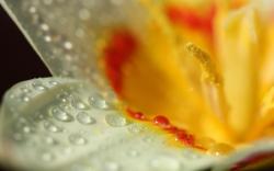 Wet yellow white tulip flower