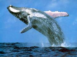 First Humpback Whales sighted in Augusta for .