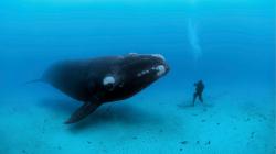Diving with Whales