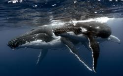 Animal Whale Wallpaper #330112 - Resolution 2560x1600 px