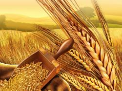 Punjab refuses to give surplus wheat to PTI-led KP