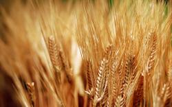 Nature Wheat Plants Close-Up