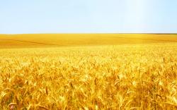 Wheat field wallpaper