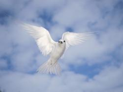 ... Beautiful White Birds 28 ...