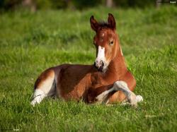 A brown foal is lying on green grass. His coloring is brown but his legs, chest and nose are white. The size of this hi resolution "A brown horse on the ...