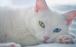 White cat green blue eyes