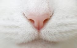 White cat nose