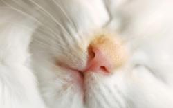 White cat sleep