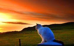 White cat sunset Wallpapers Pictures Photos Images. «