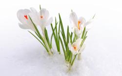 Description: The Wallpaper above is White Crocus Snow Wallpaper in Resolution 1920x1200. Choose your Resolution and Download White Crocus Snow Wallpaper