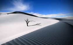 Tree Branches in White Desert Sand (click to view)