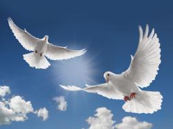 white dove flying picture