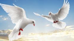 Description: The Wallpaper above is White doves retina Wallpaper in Resolution 1600x900. Choose your Resolution and Download White doves retina Wallpaper