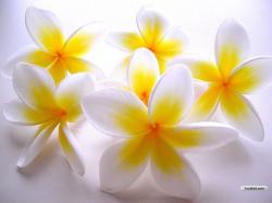 Wallpapers for Gt Wallpaper Desktop Background White Flowers 1024x768px