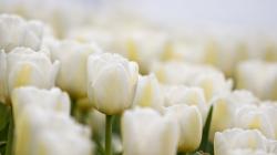 3840x2160 Wallpaper tulips, white, flowers, buds