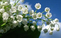 Little White Flowers Group