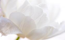 ... White Flowers ...