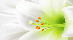Lovely White Flowers Desktop Wallpaper Download Free 1920x1080px