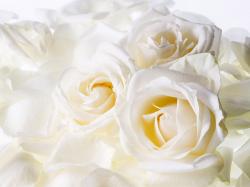white rose flowers hd wallpapaers desktop images