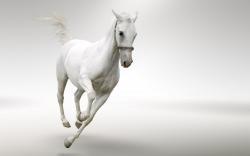 ... white-horse (4) ...