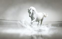 White Horse 02