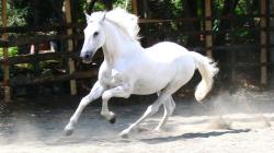White Horse Hd Wallpapers - Lovely Desktop Background And Widescreen Images 01