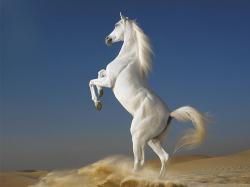 White Horses HD Wallpaper