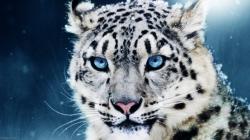 White Leopard Backgrounds - HD Wallpapers