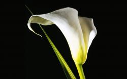 White animated flowers wallpapers pozadia strana wallpaper background tapety flower lily pictures calla beautiful