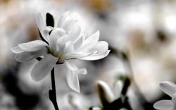 ... flower,macro,spring,magnolia,background,blur,white,flowers