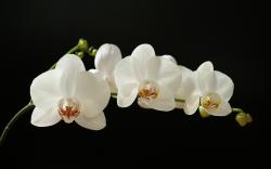 White Orchid 02 ...