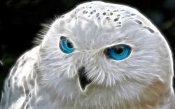 Stunning White Owl Wallpaper 1920x1200px