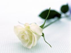 Large White Rose HD Wallpapers ...