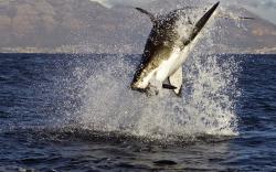 Download Great White Shark Attacks Wallpapers absolutely free for your desktop pc, laptop desktops.