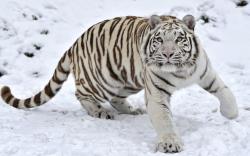 White Tiger HD Wallpaper Free Download