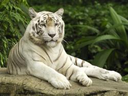 White Tiger pics