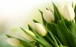 Tulips White Bouquet