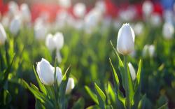 White tulips in morning light