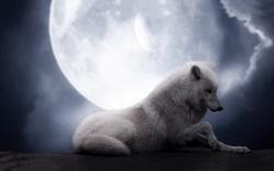 White wolf full moon