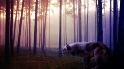Wild wolf forest art