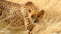 Cheetah Wildlife Backgrounds for Desktop